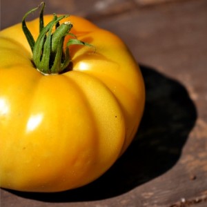 Tomate jaune style coeur de boeuf