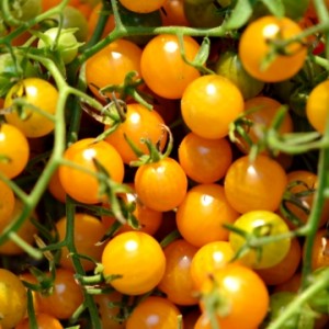Tomates raisins jaunes