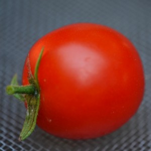 Tumbling Tom - Tomate cerise rouge